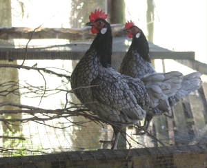 andalusianbantam2.jpg